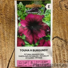 Petuunia Grandiflora Touha H Burgundy