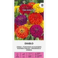 Zinnia Diablo