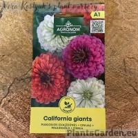 Zinnia Сalifornia Giants
