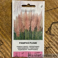 Pampas Grass Pampas Plume