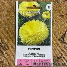 Aedaster Pompon