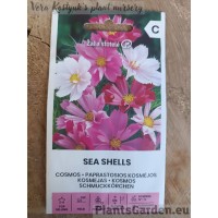 Cosmos Sea Shells