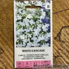 Aedlobeelia White Cascade