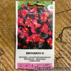 Begoonia Broumov F1