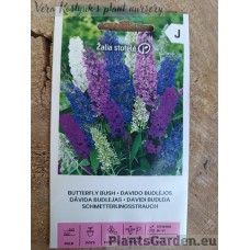Butterfly Bush