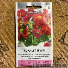 Madal mungalill Scarlet Jewel