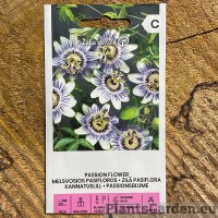 Kannatuslill Coreulea Blue