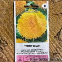 Dekoratiivne Päevalill Teddy Bear (Zalia Stotole)