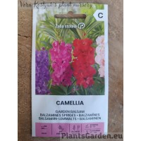 Balsamiin-Lemmalts Camellia