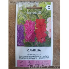 Balsamiin-Lemmalts Camellia