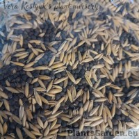 Kaer ja harilik vikk 1 kg