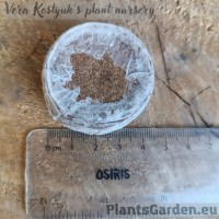 Kokosa granula, 45 mm