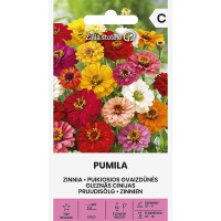 'Zinnia Pumila' in Estonian is 'Zinnia Pumila'. Botanical names are usually kept the same across different languages.