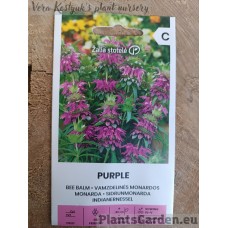 Bee Balm Purple