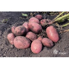 SEED POTATOES ALOUETTE A 2KG