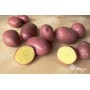 SEED POTATOES ALOUETTE A 2KG