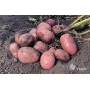 SEED POTATOES ALOUETTE A 5KG