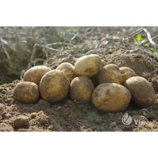 SEED POTATOES VINETA A 5KG