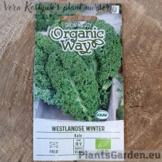 Kale Westlandse Winter