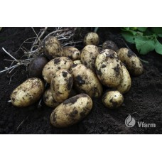 SEED POTATOES QUEEN ANNE B 5KG