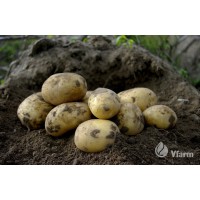 SEED POTATOES COLOMBA A 5KG