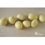 SEED POTATOES COLOMBA A 5KG