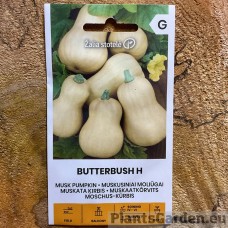 Muskatkõrvits Butterbush F1