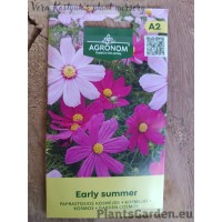 Kosmos Early Summer