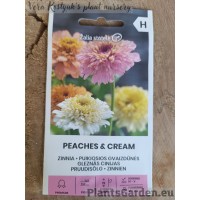 Цинния Peaches & Cream