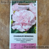 Aednelk Chabaud Benigna