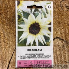 Kukumberlehe Sunflower Ice Cream