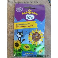 Подсолнух Giganteus - Nelly Jelly