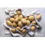 POTATOES SEEDS PRADA A 2 KG