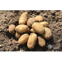 POTATOES SEEDS PRADA A 5 KG