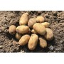 POTATOES SEEDS PRADA A 5 KG