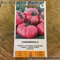 Tomato Cassarosa H