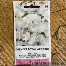 Lõhnav Lillhernes Spencer Royal Wedding