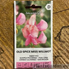 Lõhnav Lillhernes Old Spice Miss Willmot