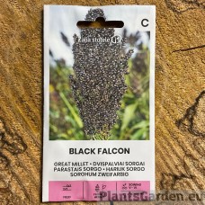 Harilik sorgo Black Falcon