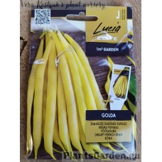 Bean Dwarf Golda