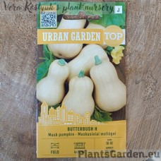 Ķirbis Muskusvāvere Butterbush H (Urban Garden)