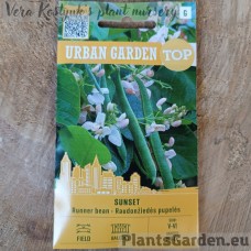 Bean Climbing Sunset