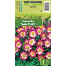 Dālija Anemone Sweetheart
