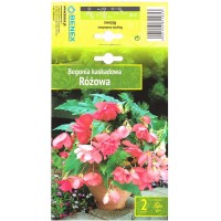 Begoonia Pendula Różowa