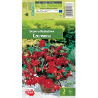 Begonia Pendula Czerwona