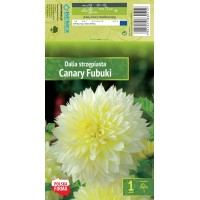 Daalia Decorative Canary Fubuki