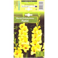 Gladiolus Large-Flowering Platini