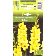 Gladiolus Large-Flowering Platini