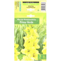 Gladiola Large-Flowering Prima Verde