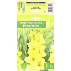 Gladiolus Large-Flowering Prima Verde